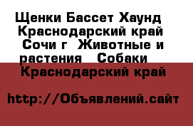 Щенки Бассет Хаунд - Краснодарский край, Сочи г. Животные и растения » Собаки   . Краснодарский край